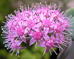Sedum sieboldii