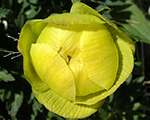 Trollius europaeus lemonsupreme