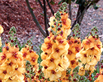 Verbascum honeydijon