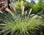 Pennisetum alopecuroides pennstripe