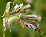 Hierochloe odorata