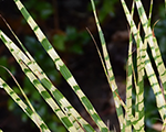 Miscanthus sinensis goldbreeze