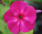 Phlox pan flamepurpleimp