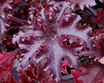 Heuchera blacktaffeta