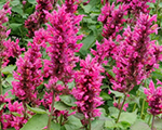 Agastache danishdelight