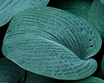 Hosta bressinghamblue