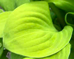 Hosta sunmouse