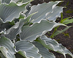 Hosta waterslide