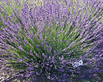 Lavandula intermedia dutch