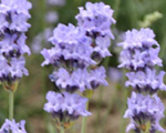 Lavandula intermedia grappenhall