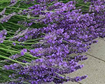 Lavandula intermedia phenomenal