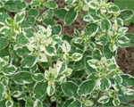 Origanum panta