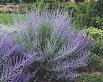 Perovskia bluespire