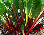 Rheum hybridum viktoria