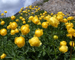 Trollius europaeus