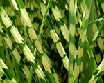Miscanthus sinensis goldbar