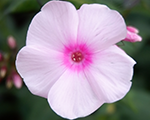 Phlox pan narwianskir%c3%b3%c5%bc