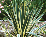 Yucca filamentosa brightedge