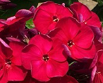 Phlox pan bambinicherrycrush