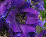 Delphinium blackknight