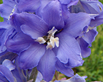 Delphinium camelliard