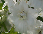 Delphinium galahad