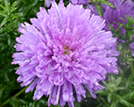 Aster novi belgiis magiclavender