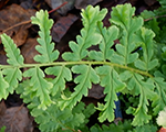 Dryopteris affinis augustatacrispata