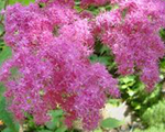 Filipendula rubra purpurea