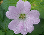 Geranium dreamland
