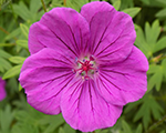 Geranium tinymonster