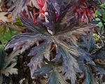 Geranium pratense blackbeauty