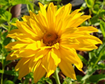 Heliopsis helianthoides spitzentanzerin