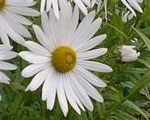 Leucanthemella serotina