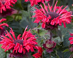 Monarda beehappy