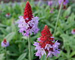 Primula vialii redandrose
