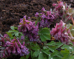 Corydalis solida