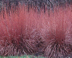 Andropogon scoparius blaze