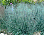 Andropogon scoparius prairieblues
