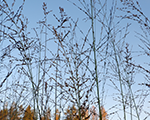 Molinia arundinacea favourite