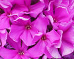 Phlox pan lordlambourne