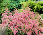 Astilbe jaqueline