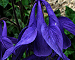 Aquilegia alpina