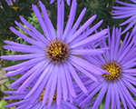 Aster oblongifolius octoberskies