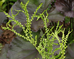 Dryopteris filix mas linearispolydactyla