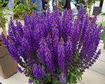 Salvia nemorosa bluebouquetta