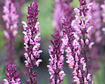Salvia nemorosa caradonnapink
