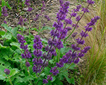 Salvia verticillata purplerain