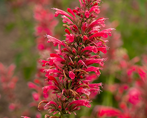 Agastahe 'Red Fortune'