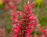 Agastache mexicana redfortune